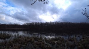 Жесть!! Четыре селезня на одну утку.