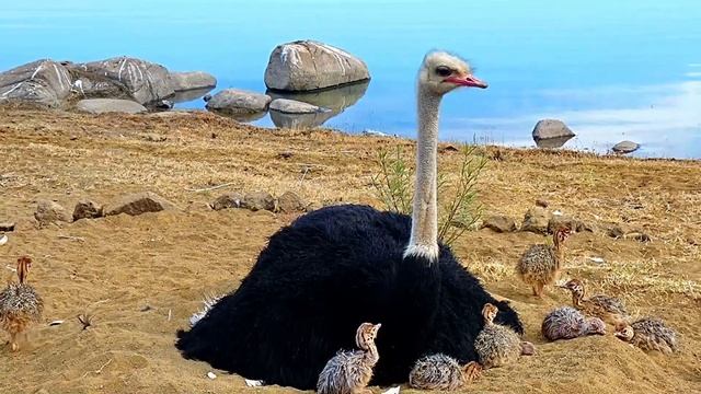 ЧУДО В ПЕРЬЯХ: СТРАУС смотреть онлайн