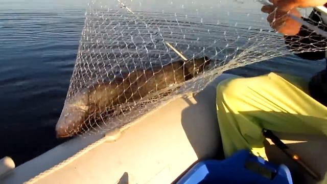 Ловля на квок или сомовья песня. смотреть онлайн