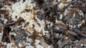 КАК СОДЕРЖАТЬ МУРАВЬЁВ？ С чего начать новичку？ Какой вид муравьёв и муравьиную ферму выбрать？ Гайд!