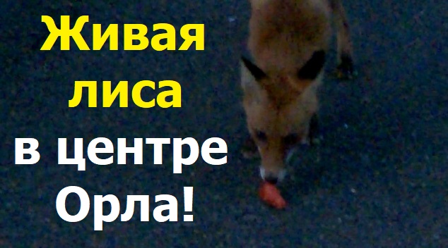 2794 Лиса у памятника Тургеневу Дворянское Гнездо город Орёл лисёнок лисица лисонька лис лиска алиса