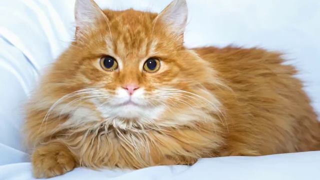 ASMR. Урчание кошки #cat Tascam. смотреть онлайн