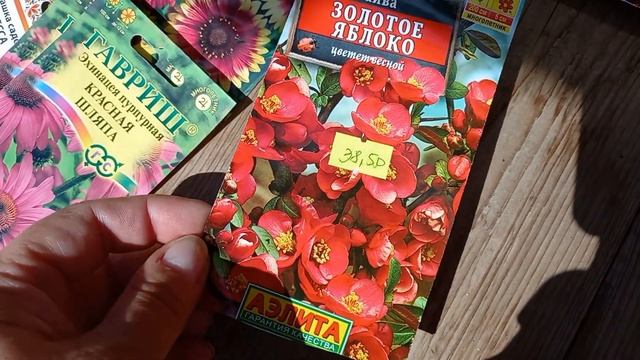 Африканская ромашка. смотреть онлайн