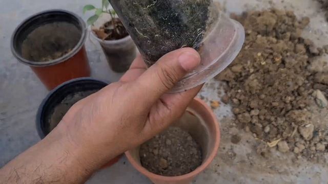 Grow Ginseng Bonsai From Cuttings | Ficus Rooting In Well-draining Soil | How To Grow Ginseng Tree