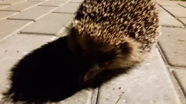 Лесной-Боевой ёж,Дружище!! смотреть онлайн