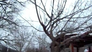 Железов В.К. О загадочном абрикосе Манитоба 604 из Канады