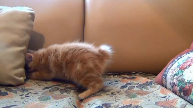 Сколько живут домашние коты и кошки? смотреть онлайн