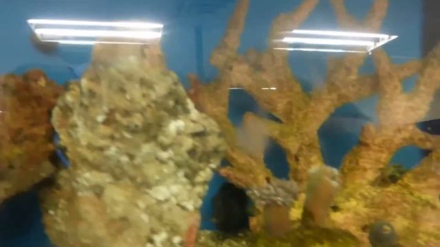 CША.. ЗооМагазин,,PETCO,, покупаем ПОПУГАЯ..цены на животных..Spokane.