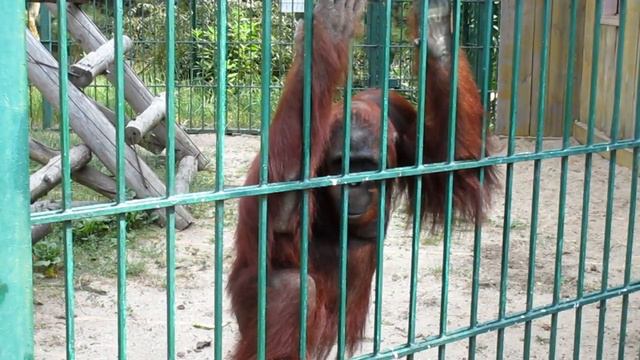 Cute Orangutan Noises, Sounds, Call, Voice, Talking. Why Are Orangutans So Smart?