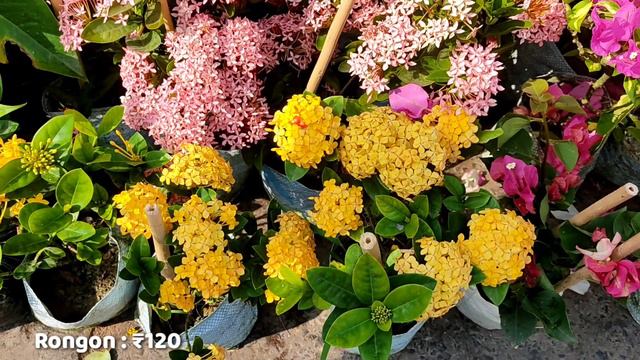 Promila Flower Plant Bougainvillea Flower Plant Adenium Flower Plant | Galiff Street Plant Market