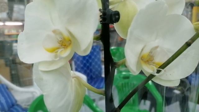 Орхидеи. Немного красоты в гипермаркете Лента г Новокузнецк. ??? смотреть онлайн