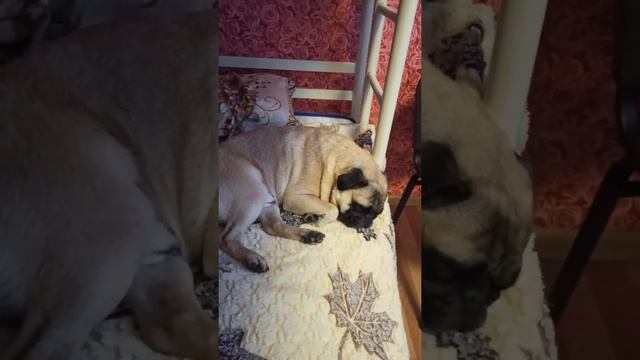 Уход и выбор щенка породы мопс смотреть онлайн