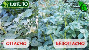 СРОЧНО! ЭТОТ СИМПТОМ ОСТАВИТ ВАС БЕЗ УРОЖАЯ КАРТОФЕЛЯ! Осмотрите свой картофель и примите меры!