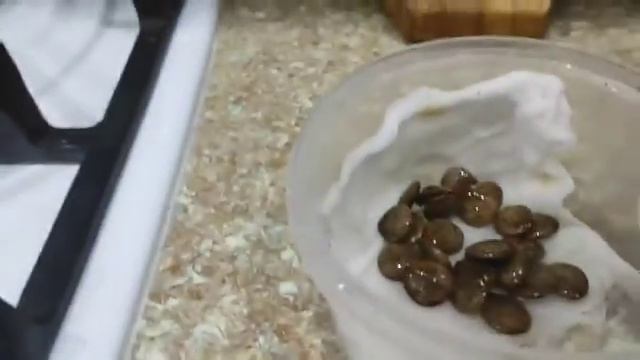 Проращивание семян глицинии часть2 смотреть онлайн