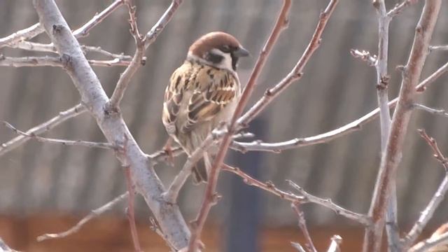 Воробушек просит кушать :] смотреть онлайн