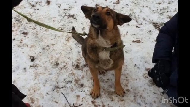 Собаку выкинули из машины на перекрестке, она была готова умереть смотреть онлайн