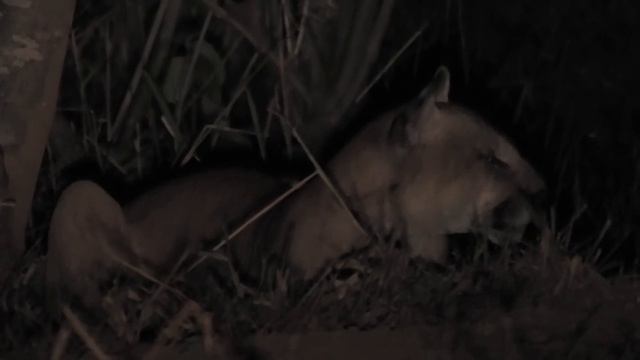 Onça parda ( Puma concolor) смотреть онлайн