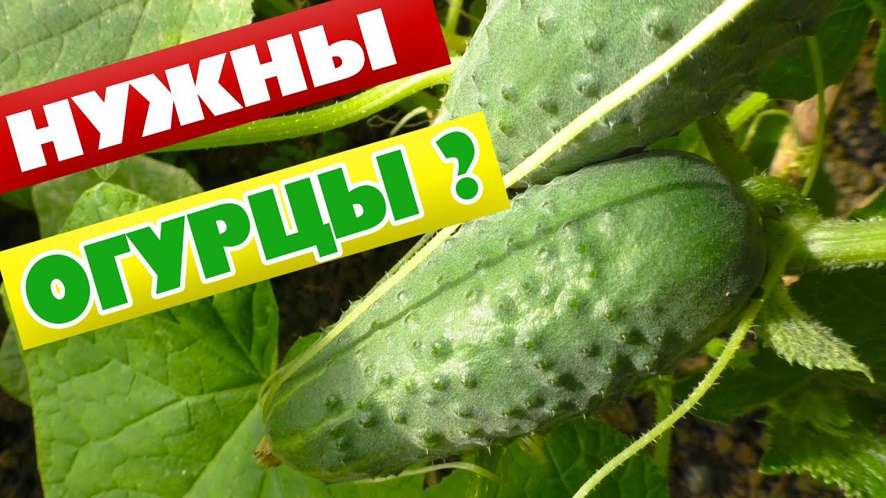 Чем подкормить огурцы если нет навоза смотреть онлайн