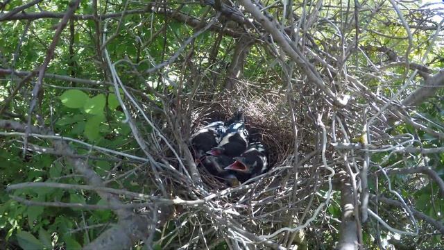 Сорока гнездо 170629 8 Грачевка взр птенцы отрыгивает погадку смотреть онлайн