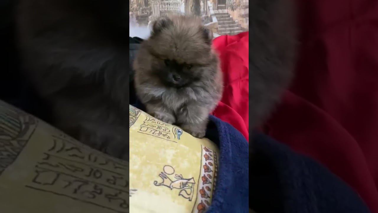 Щенок,шпиц померанец смотреть онлайн