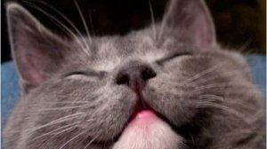 Кисонька-мурысонька