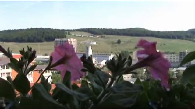 Petunii 26mai2009 primele flori смотреть онлайн