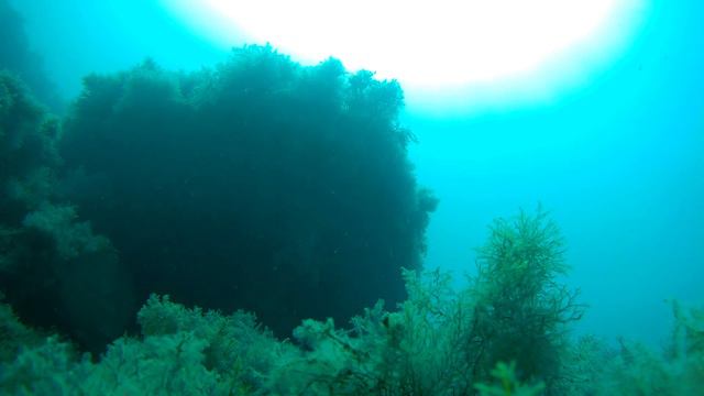 Жизнь Черного моря. Август. смотреть онлайн