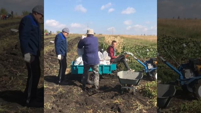 3 сентября в нашем селе Кочкурово Кочкуровского р-на в Респ. Мордовия начали сбор урожая картофеля смотреть онлайн