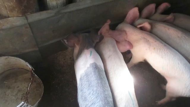 Продал поросят - купил зерна.Овоскопирую гусиное яйцо.Семья в деревне.Деревенский канал. смотреть онлайн