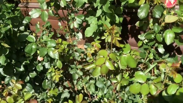 ВЕСЬ ДЕНЬ НА КУХНЕ / ЗАГОТОВКА ЗЕЛЕНИ / МЕБЕЛЬ КРУЧЕ, ЧЕМ В ИКЕА / ГОТОВИМ ВЕНСКИЕ ВАФЛИ смотреть онлайн