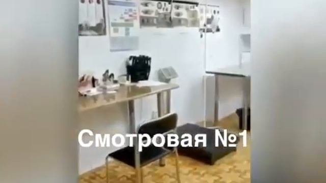 Ветеринарный фельдшер это призвание!.mp4 смотреть онлайн