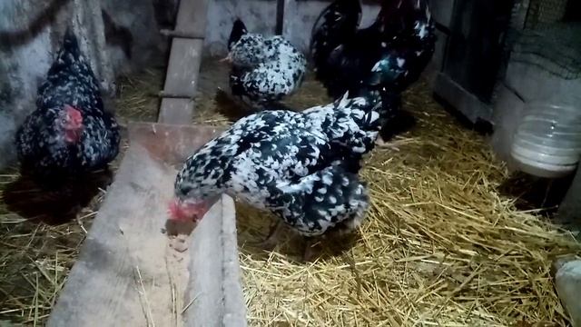 Курочки работают без выходных!!!! Ливенская порода кур!!!! ??? смотреть онлайн