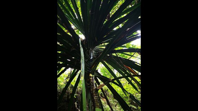 Karuka - Fruit Worth Changing Languages For | Plants of Papua New Guinea смотреть онлайн