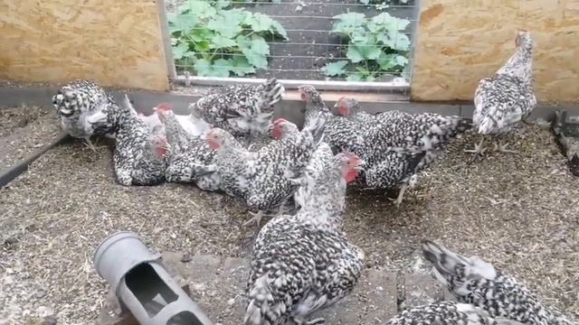 Пушкинские куры. смотреть онлайн