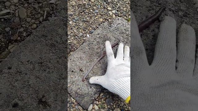 Гигантские дождевые черви живут у меня в огороде смотреть онлайн