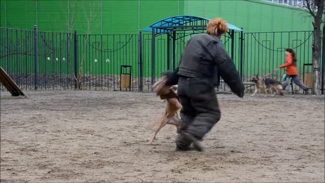АСТ Персей на защите фигурант с шокером смотреть онлайн