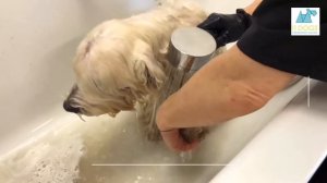 Груминг вест хайленд уайт терьера!