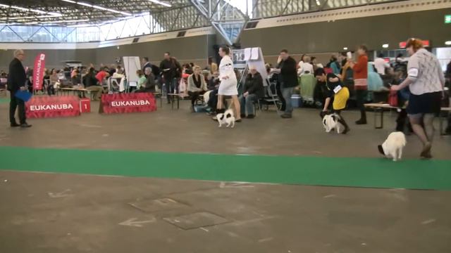 Amsterdam Winner Show 2016 papillon, juniorclass смотреть онлайн