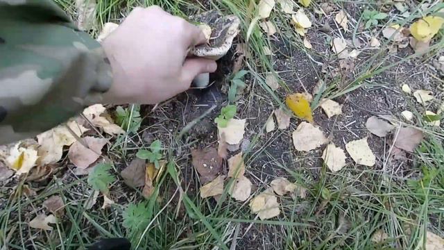 По полям в поисках металла! Наткнулись на заброшенную пасеку! смотреть онлайн