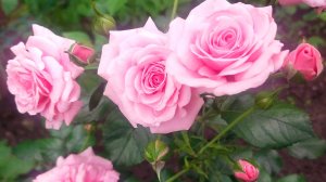 Неприхотливые сорта роз для Подмосковья. Не боятся дождя и солнца.