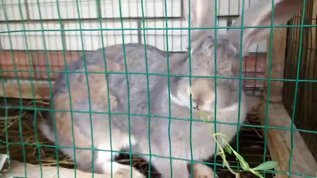 забавные, милые, пушистые! в гостях у кроликов!! пушистые милашки💝 смотреть онлайн