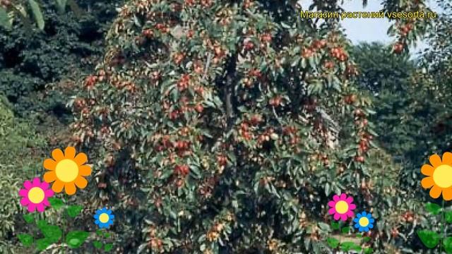 Яблоня декоративная Джон Доуни. Краткий обзор, описание характеристик Malus John Downie