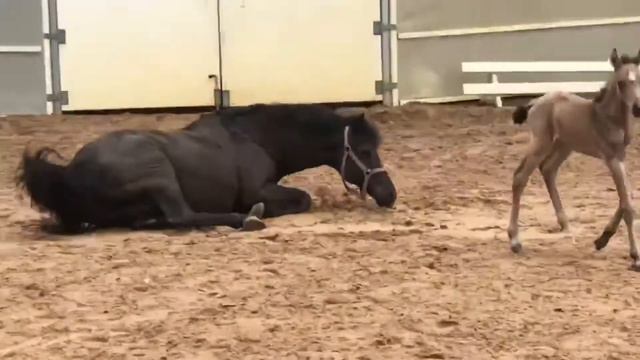 Жеребята нашего центра - Черника и Эдельвейс смотреть онлайн