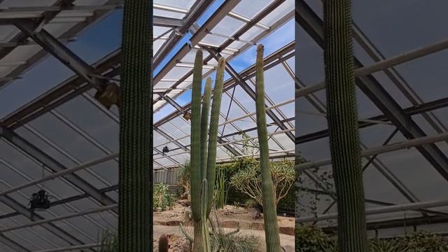 CEPHALOCEREUS EUPHORBIOIDES #shorts #euphorbia смотреть онлайн