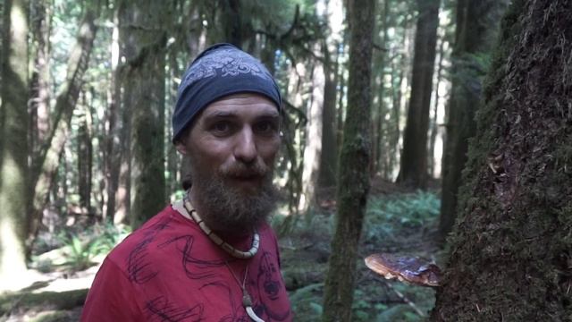 West Coast Reishi (Ganoderma Oregonense) | Mushroom Mysteries |  Harmonic Arts