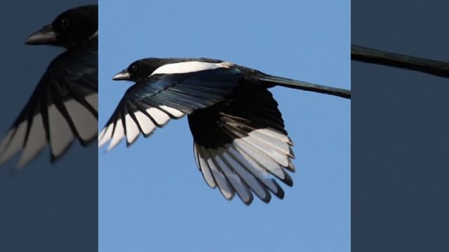 Малятам цікаві факти про сороку смотреть онлайн