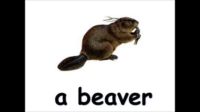 Belarusian animals and birds vocabulary смотреть онлайн