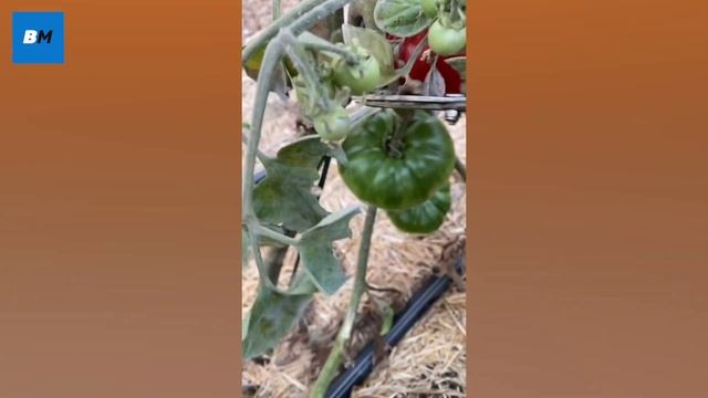 Эко сад - #здоровоепитание #здоровыйобразжизни #бизнесидеи #хобби смотреть онлайн