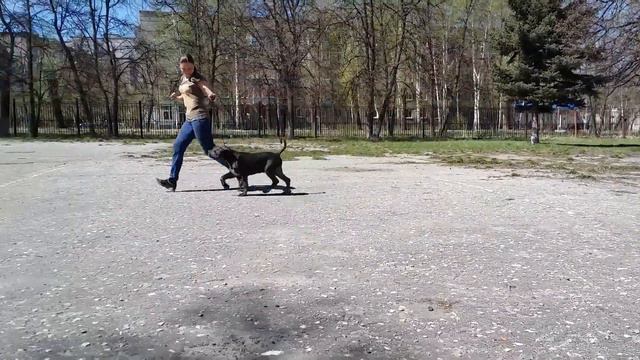 Сфорца Голд Конан 4,5 месяца смотреть онлайн