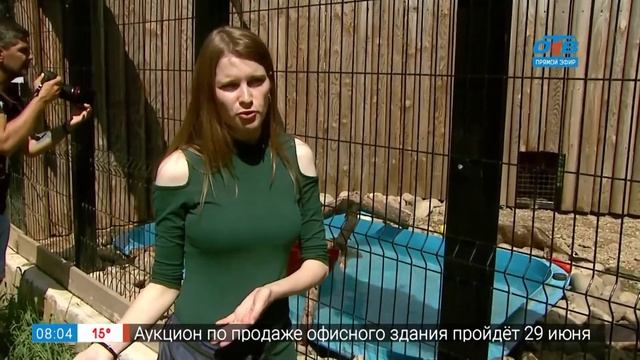Живой репортаж – как живут выдры смотреть онлайн